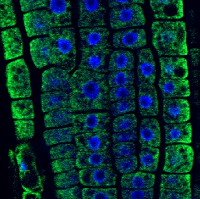 Goat anti-Chicken IgY (H&L), DyLightŪ 488 conjugated in the group Secondary Antibodies / Anti-Chicken / Fluorescent / DyLightŪ / DyLightŪ 488 at Agrisera AB (Antibodies for research) (AS09 622)